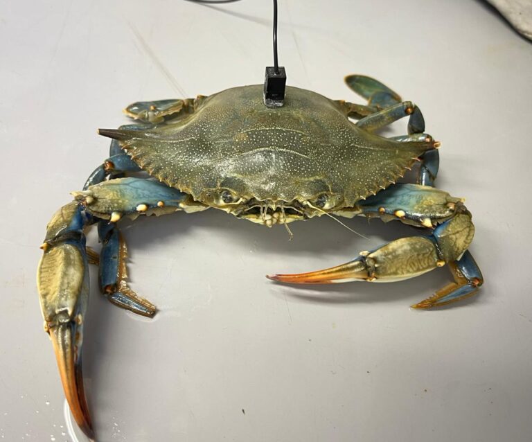 Granchio blu: cosa succede quando ingegneria e  biologia marina collaborano